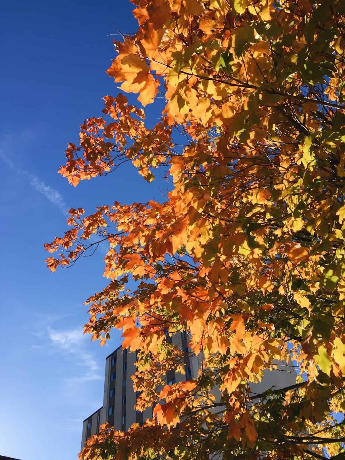 Fall leaves.